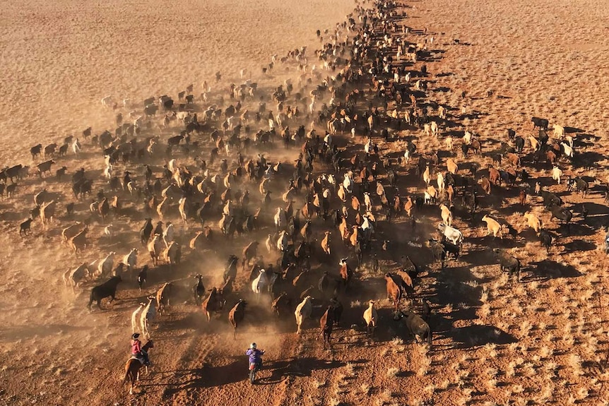 Aerial shot of a herd of cattle being moved on a dry plain