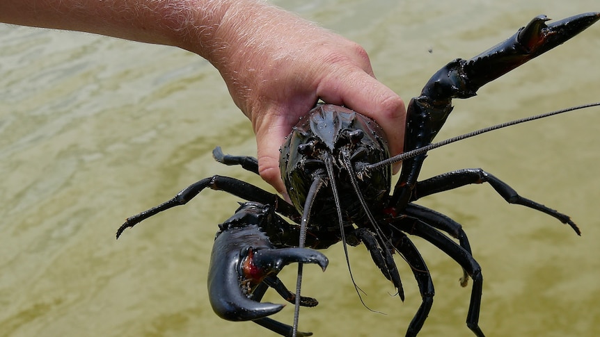 A man holds a marron