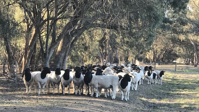 A herd of dorper rams graze under trees at Dell Dorpers Australia at Moama.
