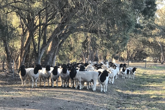 A herd of dorper rams graze under trees at Dell Dorpers Australia at Moama.