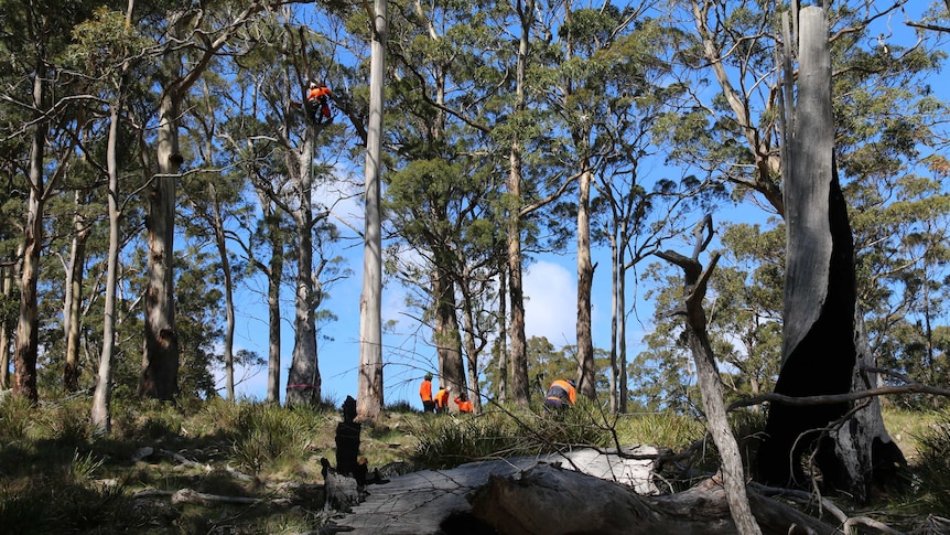 High in a tree an aborist cuts a hollow.