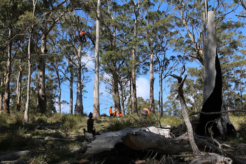 High in a tree an aborist cuts a hollow.