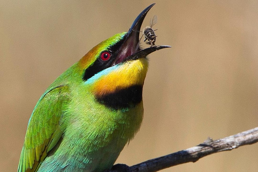 Colourful bird about to eat a bee