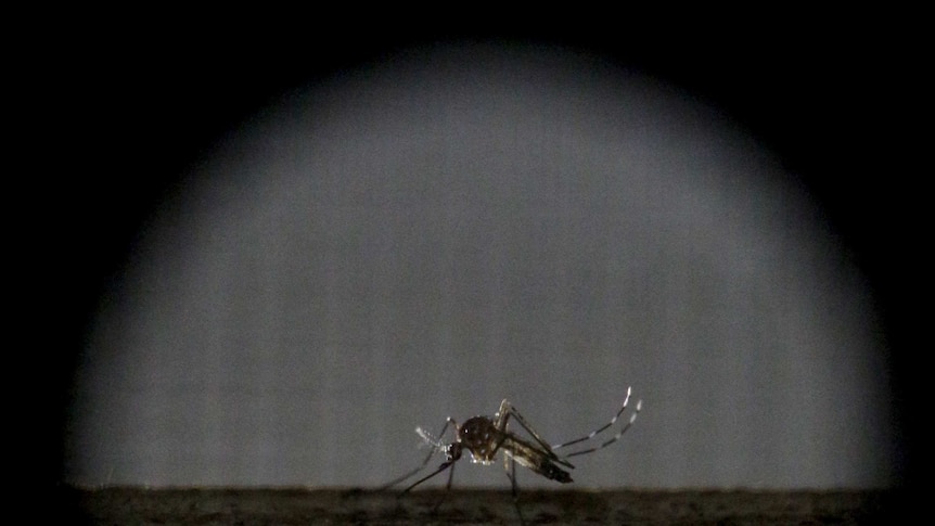 Aedes aegypti mosquito, one of two species known to spread the Zika virus.