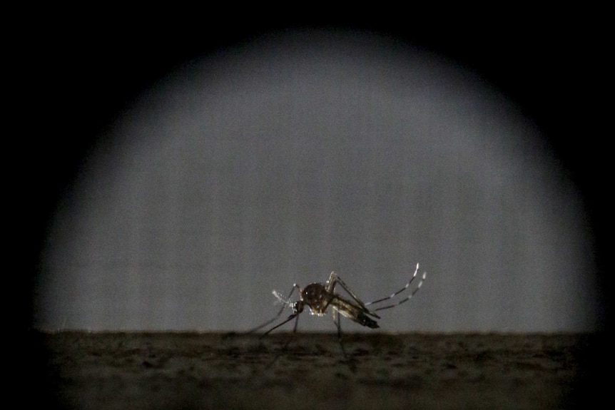 Aedes aegypti mosquito, one of two species known to spread the Zika virus.