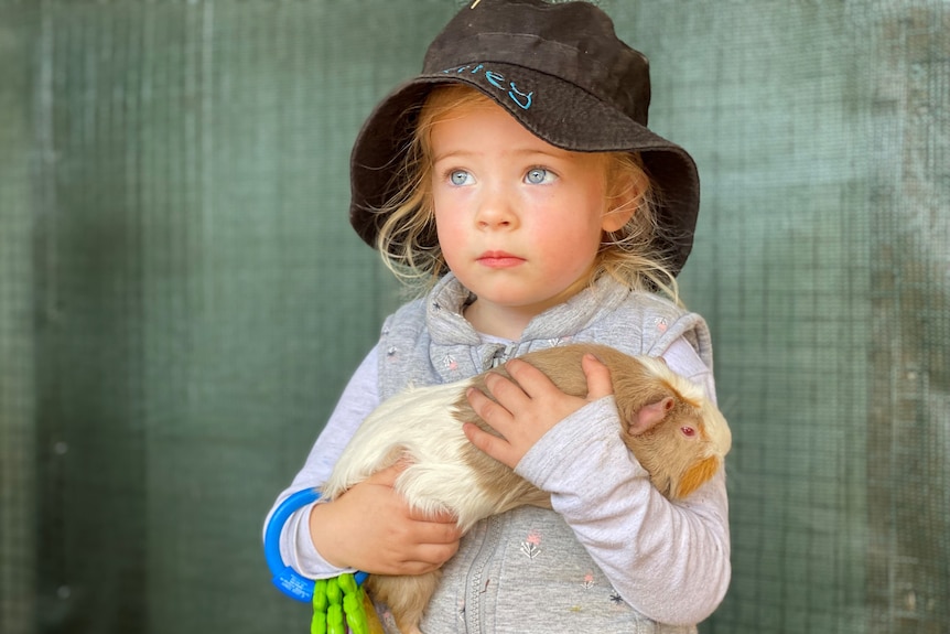 Little girl holding a guinea pig.