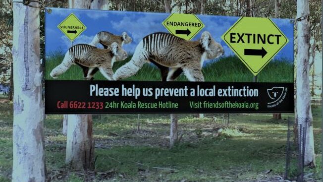 A banner warning about possible koala extinction