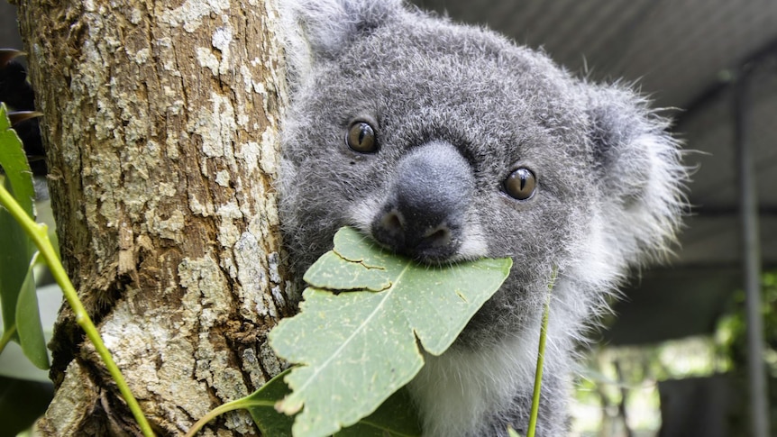 A young koala sits in the tree with a leaf in her mouth