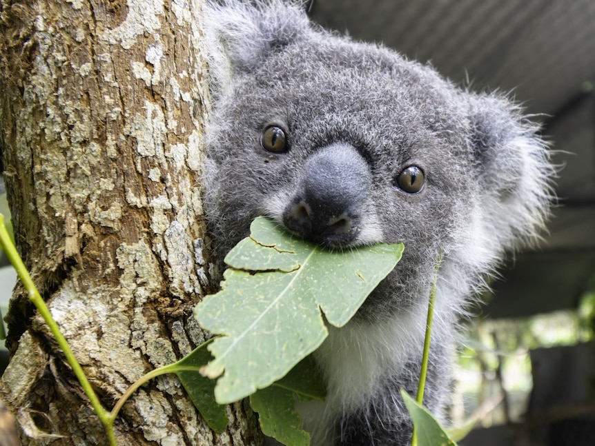 A young koala sits in the tree with a leaf in her mouth