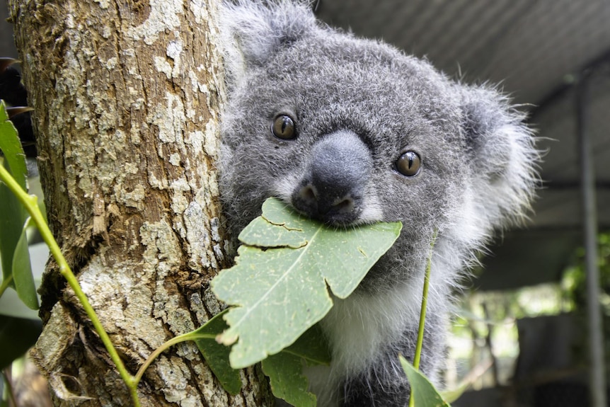 A young koala sits in the tree with a leaf in her mouth