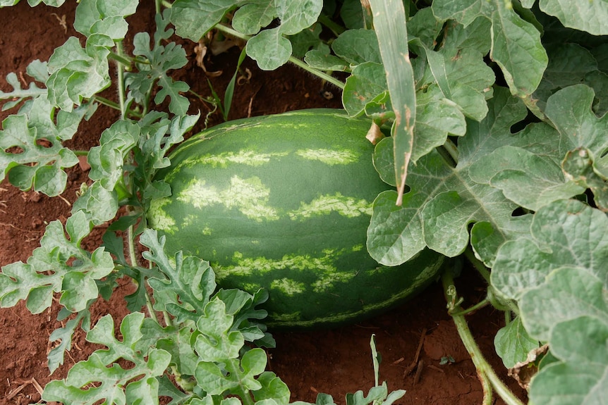 A melon on a vine sits on red volcanic soil. It's a rich green colour with light green mottled stripes