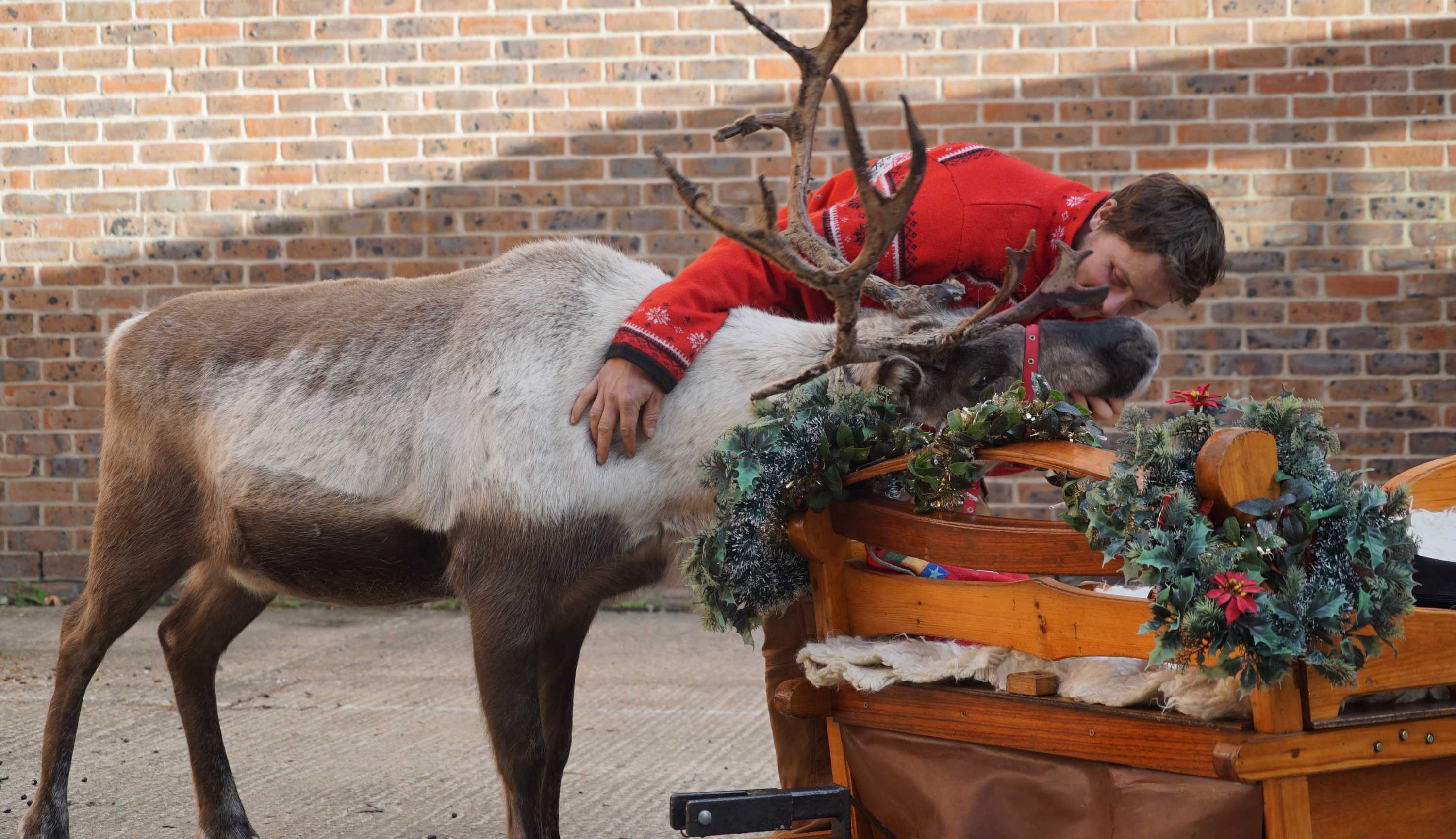 Should there be stricter laws to protect reindeers used in Christmas ...