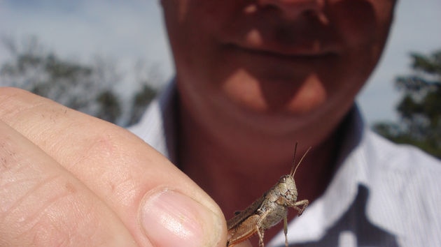 A grasshopper plague has hit farms around Ross.
