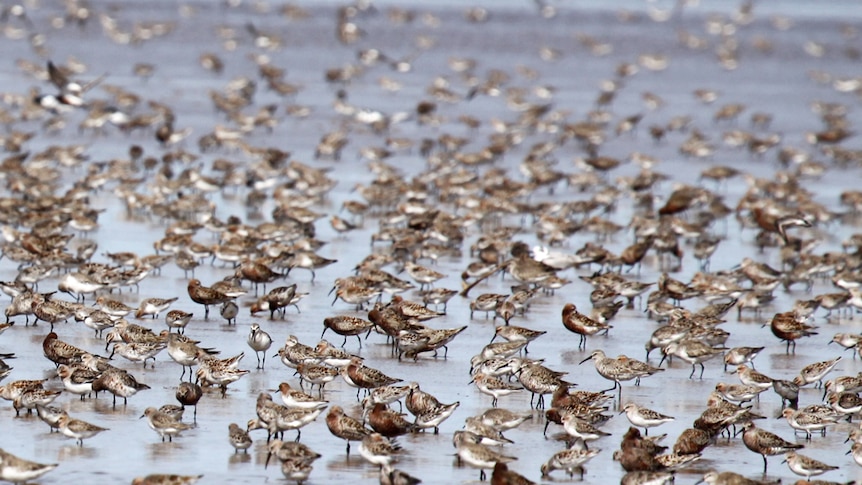 birds wading in shallow water on a coastline