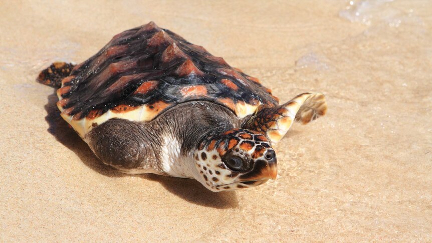 Loggerheads rescued