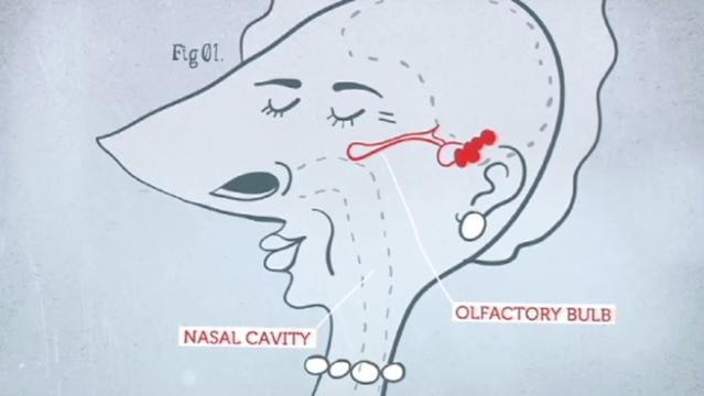 Graphic image a person's head indicating 'nasal cavity' and 'olfactory bulb'