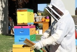 A man in a bee suit brushing out bee boxes that are painted bright yellow, pink, blue, green and orange. 