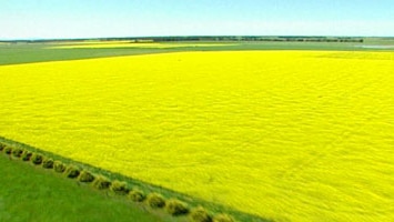 Golden canola flowering