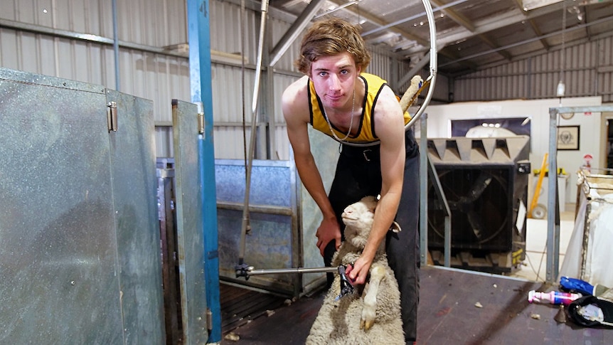 A young man shearing a sheep in a shed with machinery.