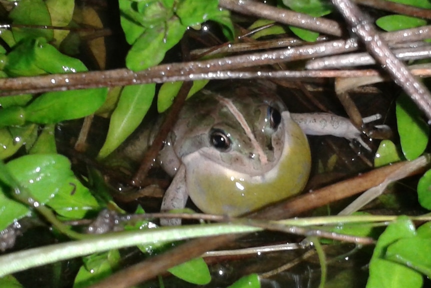A frog looking rather chuffed to be nestled among some damp vegetation.