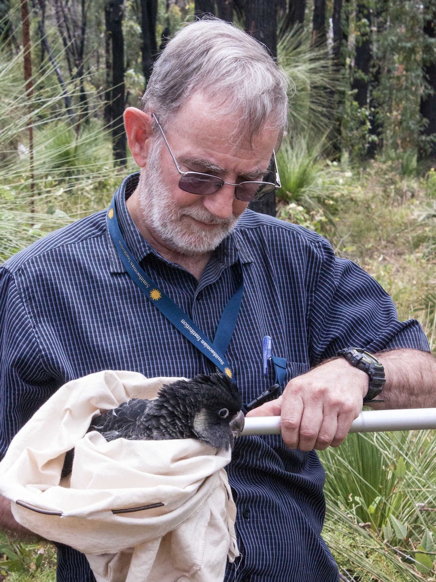 Ron Johnstone, ornithology curator at the WA museum, looks at a Carnaby's cockatoo in Mundaring, December 4, 2015