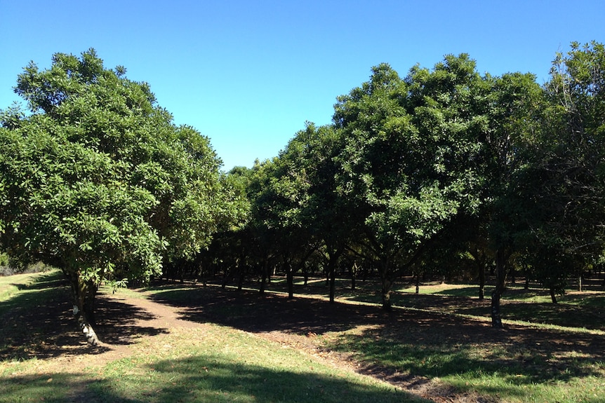 Macadamia plantation