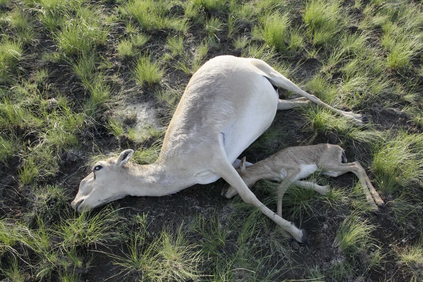 Dead saiga antelopes