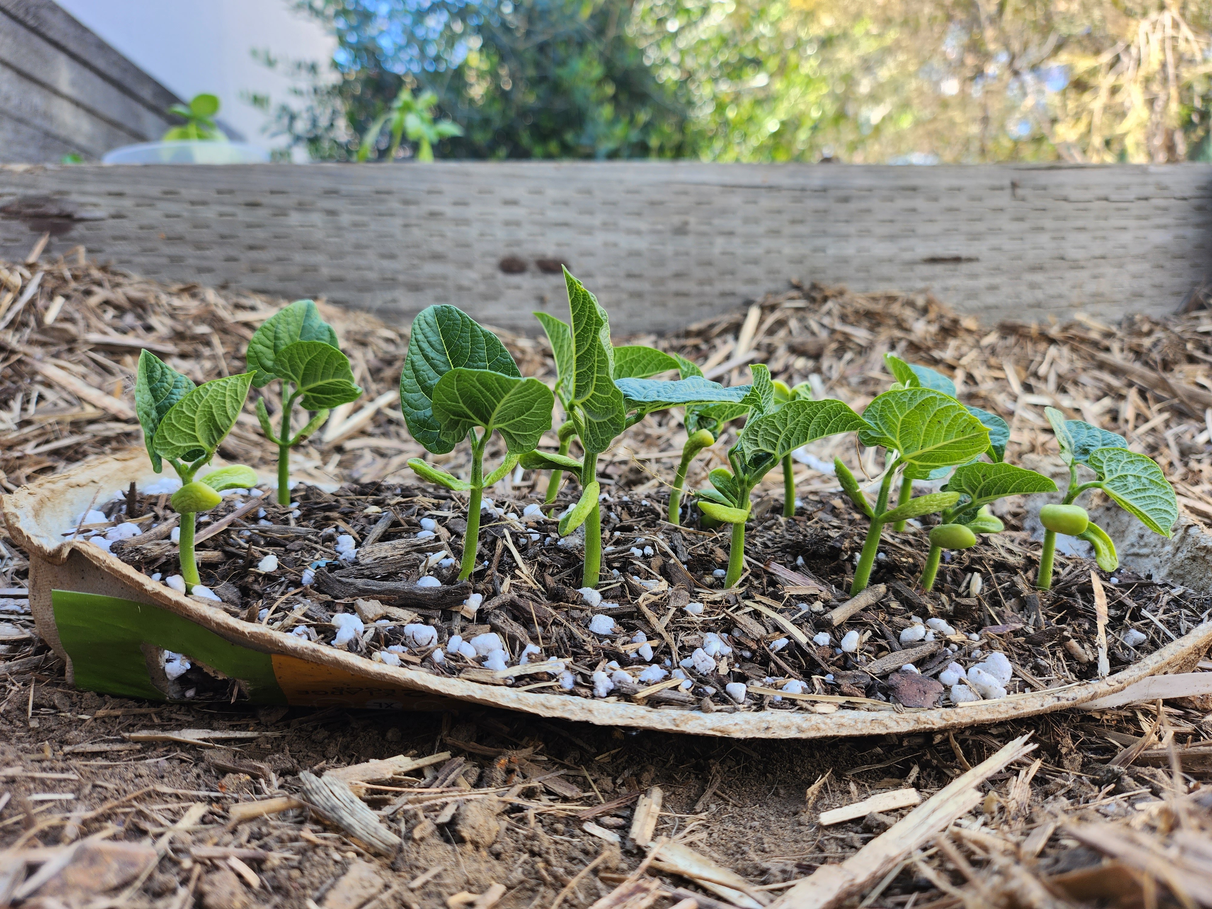 A cardboard egg carton is used as a stray for plant seedlings. 