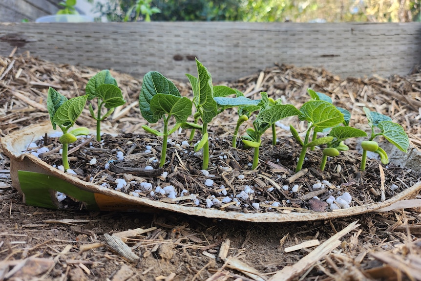 A cardboard egg carton is used as a stray for plant seedlings. 