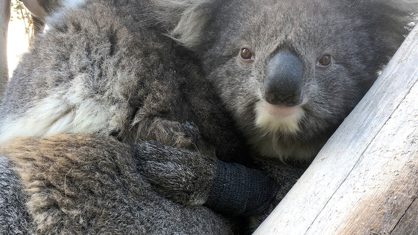 A pair of koalas in a tree and one has a black band around its wrist