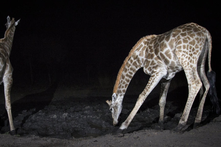 Giraffes are captured on film in Namibia using a camera trap