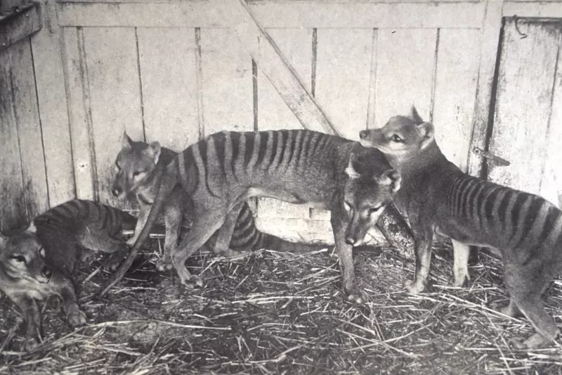 A black and white photo of four Tasmanian tigers inside a crate