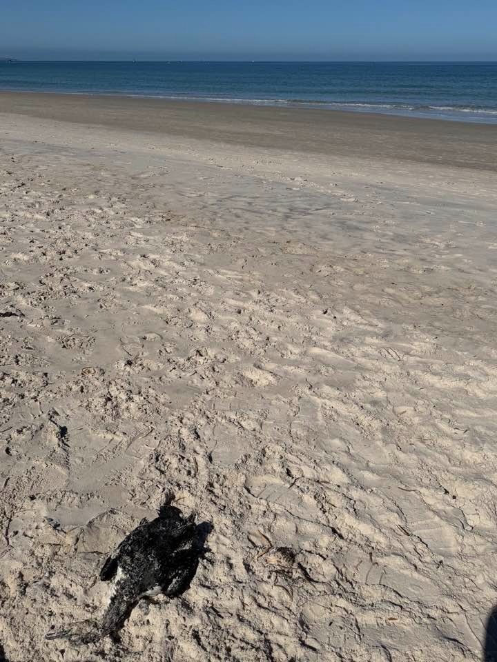 Bird deaths linked to loss of food source in algal bloom, authority says