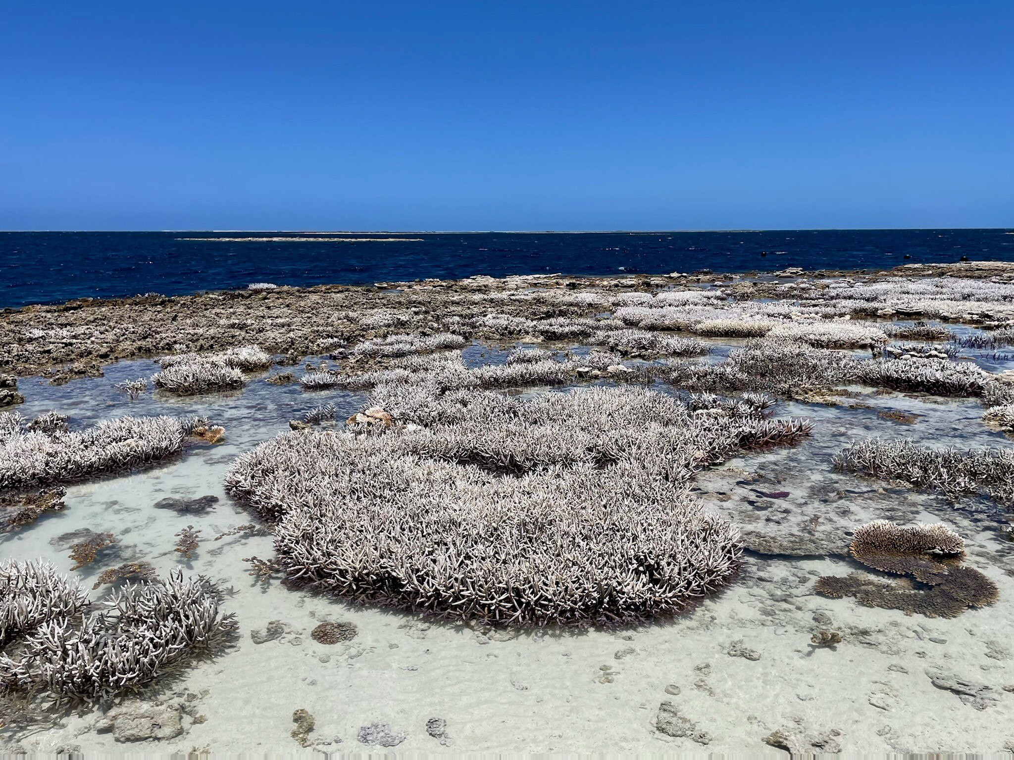 Perfect storm of weather events sees coral bleached at Abrolhos Islands