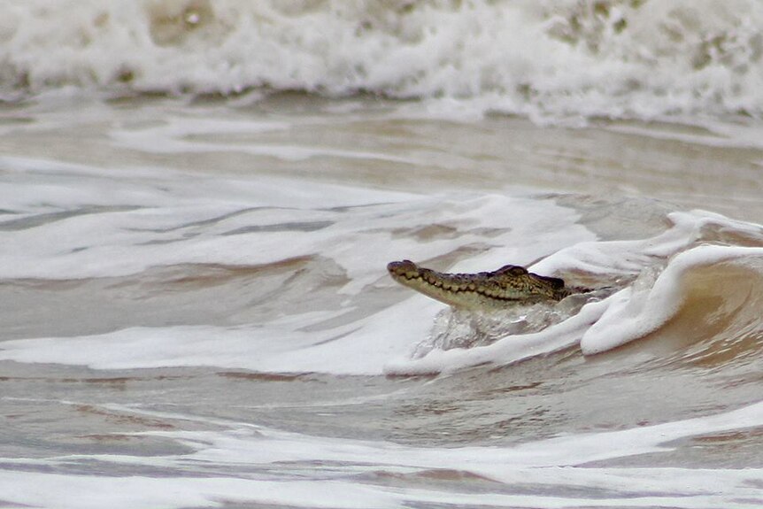 Crocodile riding a wave.