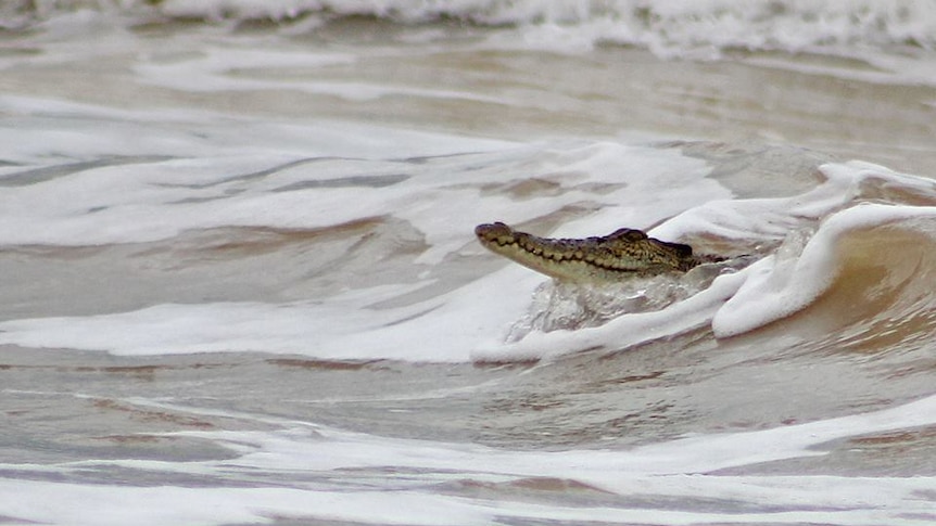 Crocodile riding a wave.