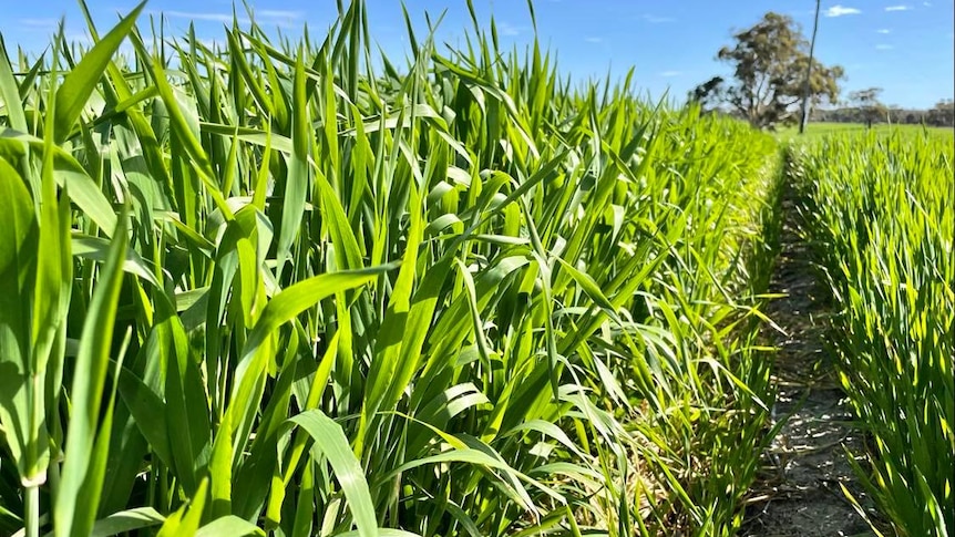 Trial plots of barley growing in Meckering. 