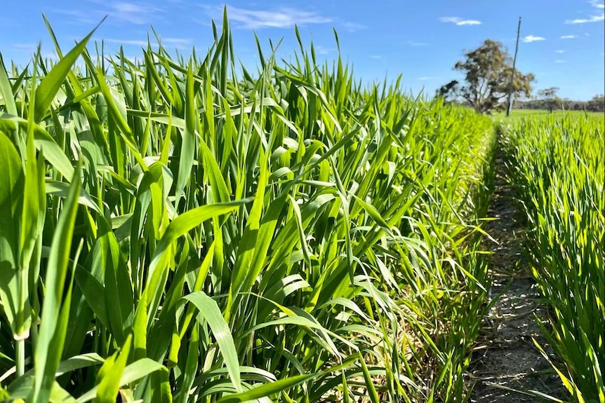 Trial plots of barley growing in Meckering. 