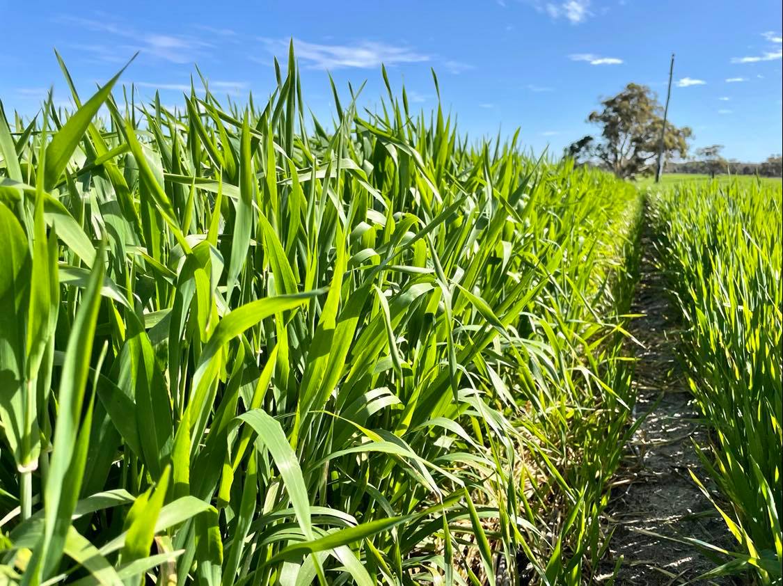 Trial plots of barley growing in Meckering. 