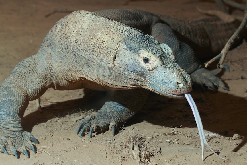 Komodo dragon looking at the camera, tongue out.