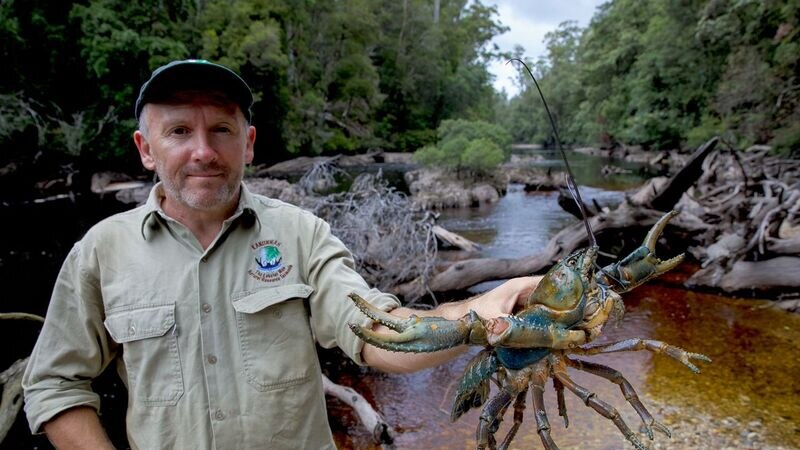 Man holding giant freshwater crayfish at Frankland River, Tasmania January 2017