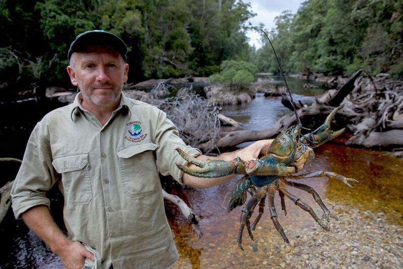 Man holding giant freshwater crayfish at Frankland River, Tasmania January 2017