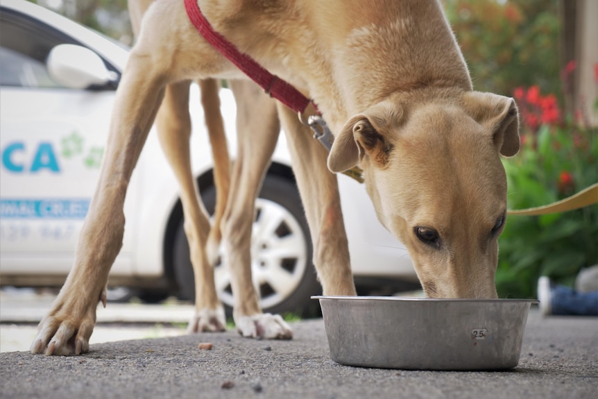 A sandy coloured greyhound eating from a metal bowl.