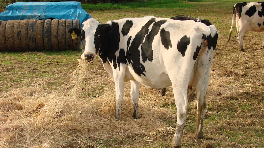 A dairy cow eats hay.