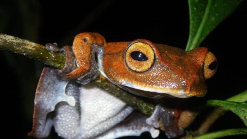 The frog uses its webbed toes to glide between treetops