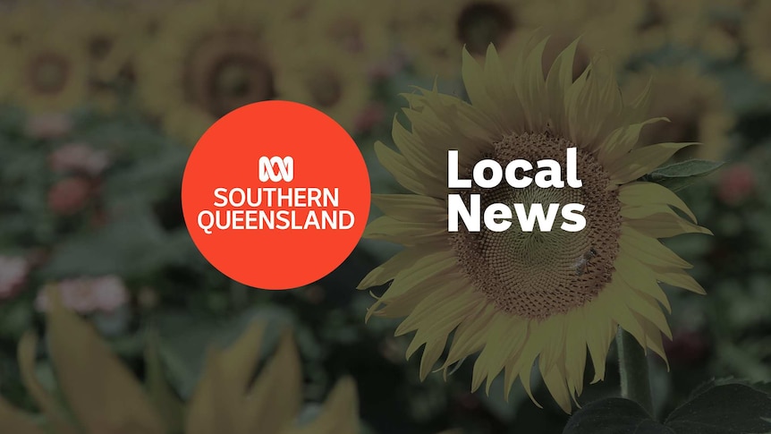 Sunflowers, with the ABC Southern Queensland logo and Local News superimposed over the top.