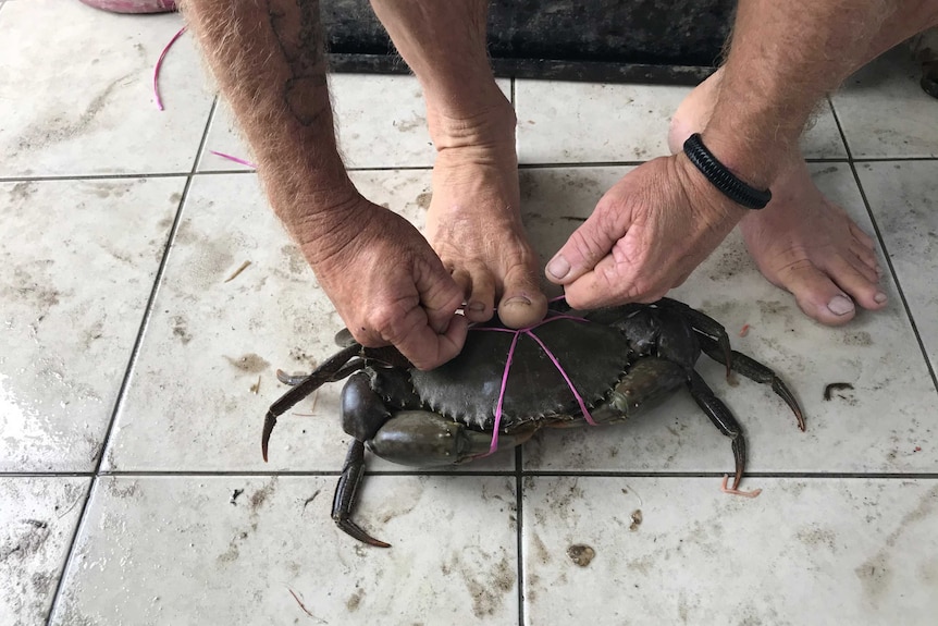 A man ties up a mud crab with baling twine