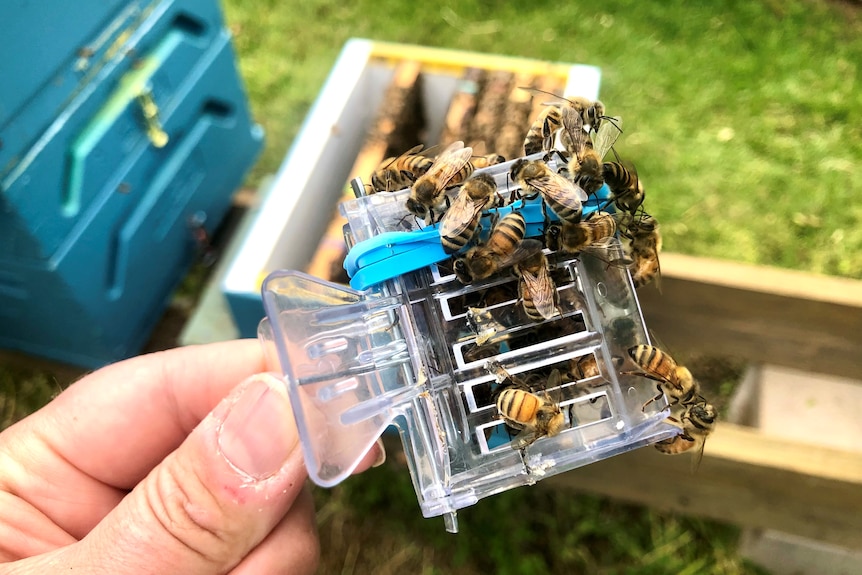  A clip cage being held in a hand with bees on it.