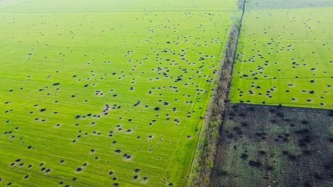 Black ordnance marks in a green paddock.