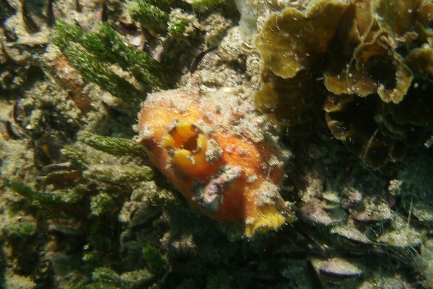 An orange sea squirt on a rocky reef